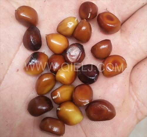 芍藥籽油加工設(shè)備企鵝機械實力廠家(圖1) 芍藥籽油加工設(shè)備企鵝機械實力廠家(圖1)