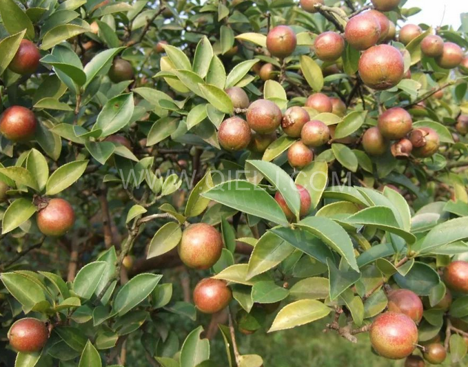 茶籽油壓榨設(shè)備認(rèn)準(zhǔn)企鵝機(jī)械，性能穩(wěn)定操作便利(圖1)