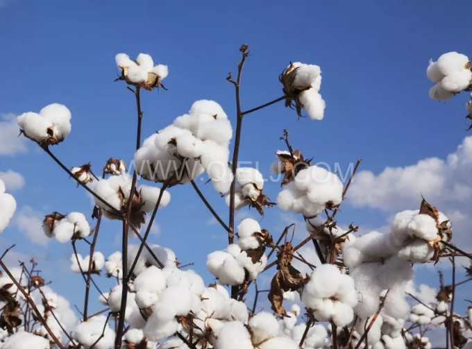 棉籽油精煉設備,充分脫離棉酚生產健康營養油(圖1) 棉籽油精煉設備,充分脫離棉酚生產健康營養油(圖1)